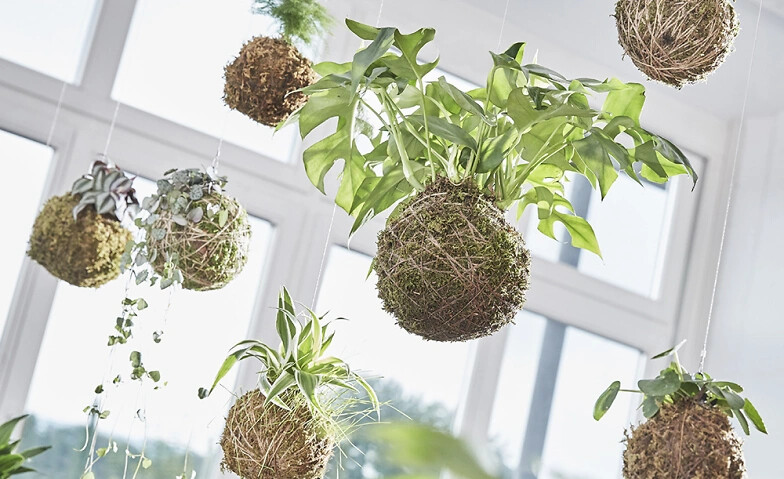 Kokedama-Workshop
