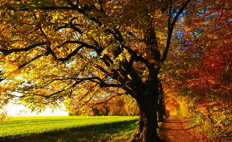 Die vier Jahreszeiten – einmal anders «Herbst»