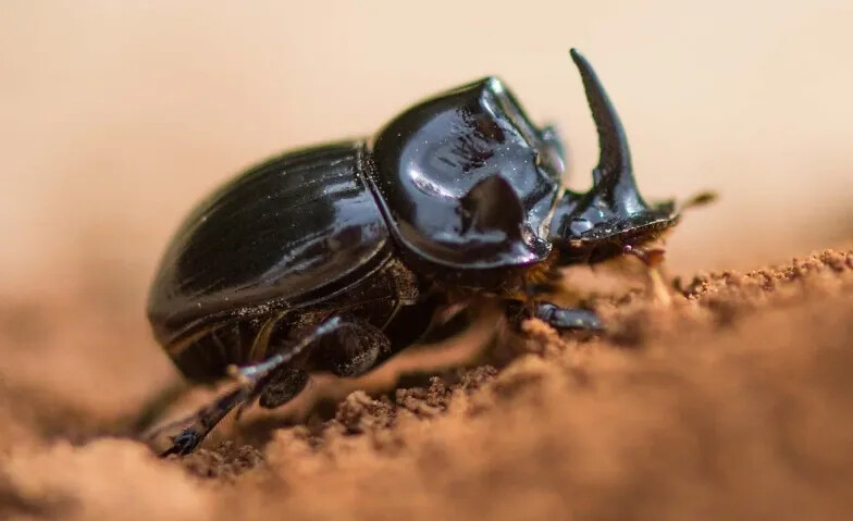 Schulvorstellung - Fabelhafte Insekten – Käfer