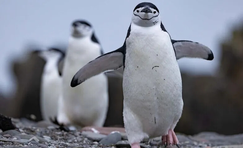 Schulvorstellung - Die geheimnisvolle Welt der Pinguine