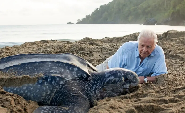 Schulvorstellung - Ocean mit David Attenborough