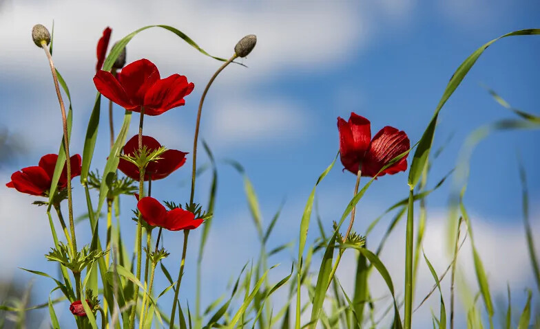 Die vier Jahreszeiten – einmal anders «Frühling»