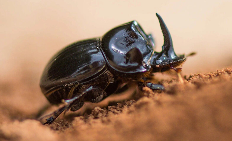 Schulvorstellung - Fabelhaft Insekten Käfer