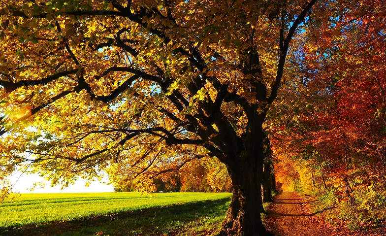 Die vier Jahreszeiten – einmal anders «Herbst»