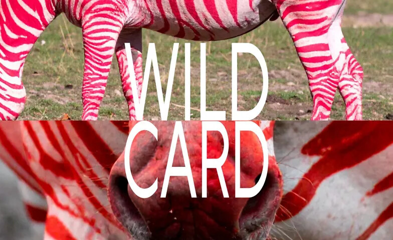 Wild Card