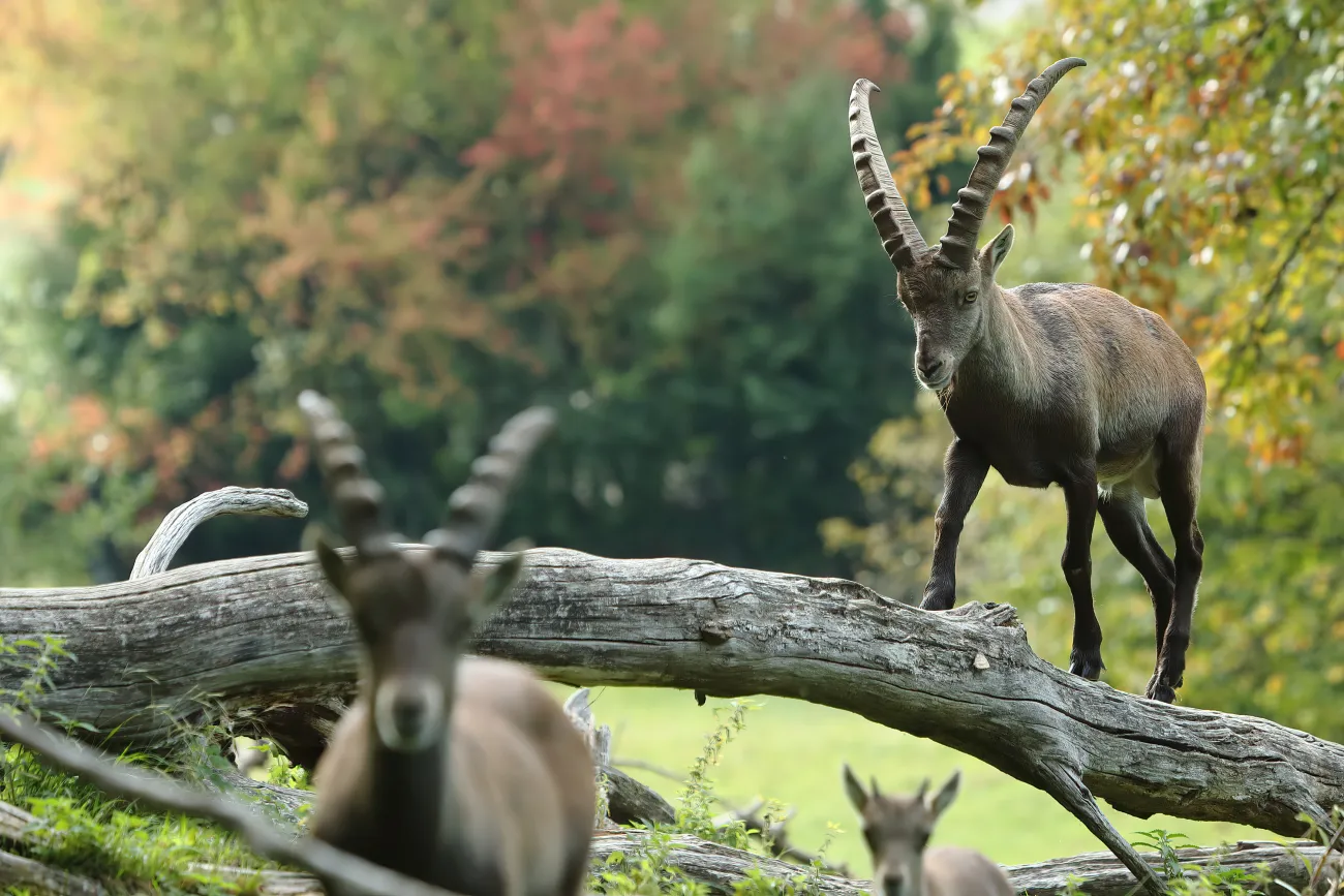 Mit dem Tierpfleger zum Steinbock