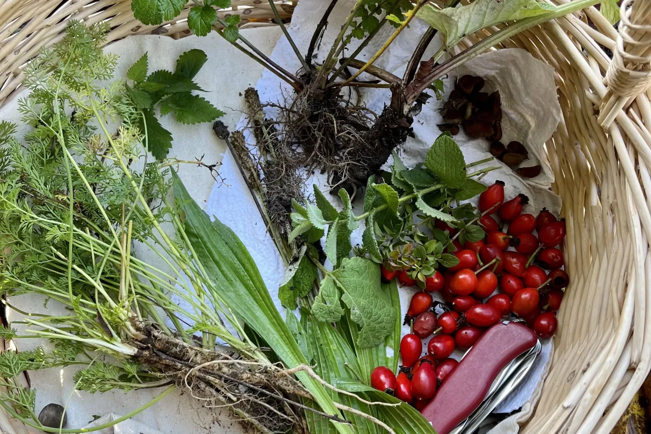 Kurs Essbare Wildpflanzen im Herbst