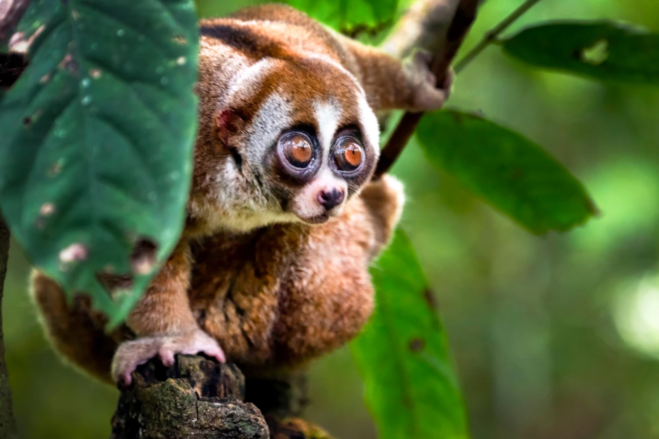 Borneo - Leben im Regenwald