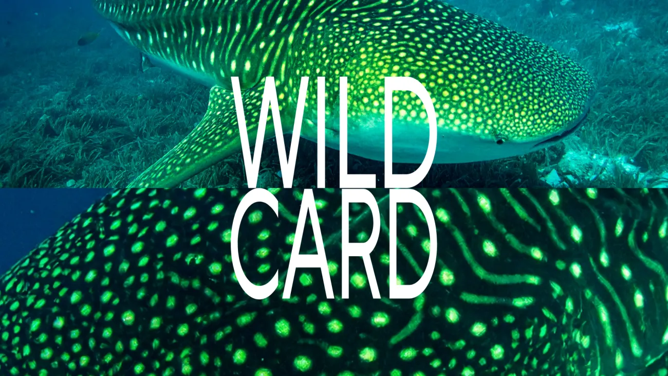 Wild Card
