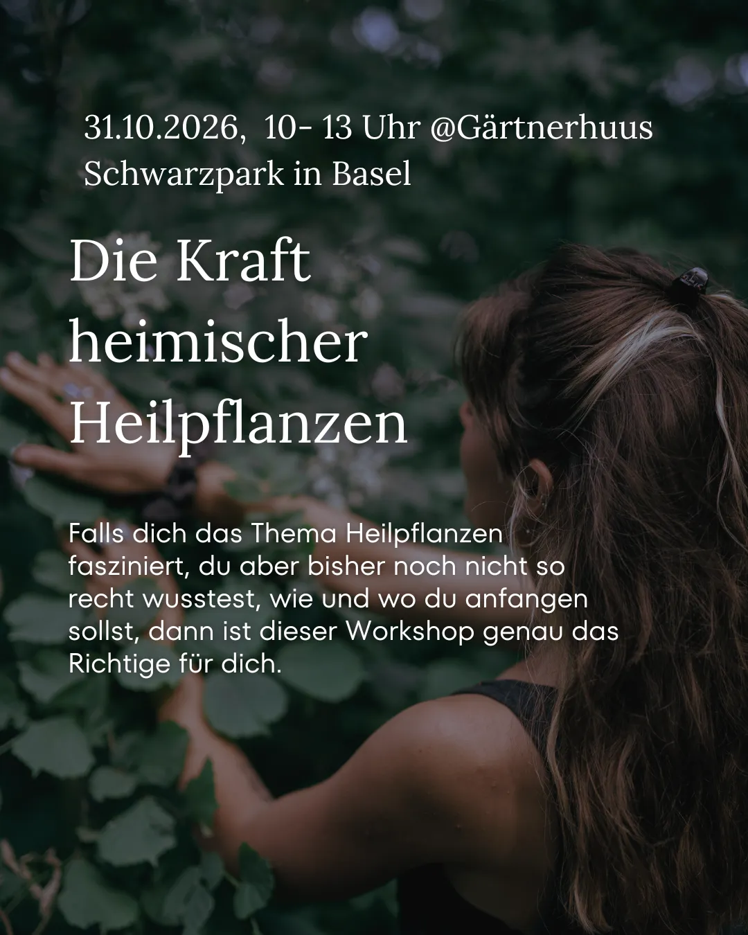 Die Kraft heimischer Heilpflanzen
