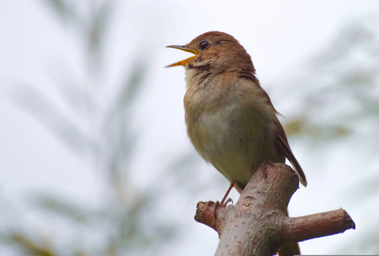 Warum singt die Nachtigall? Einblicke aus der Petite Camargue